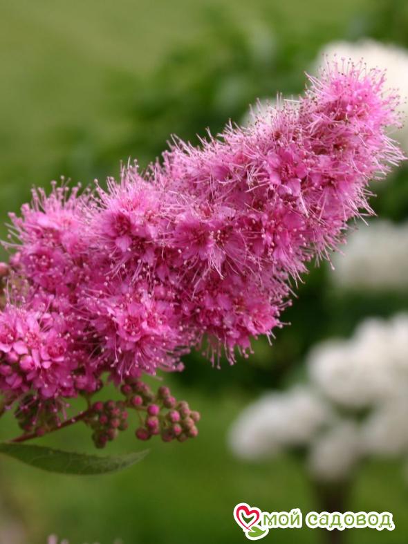 Спирея "Билларда" (billardii Triumphans)