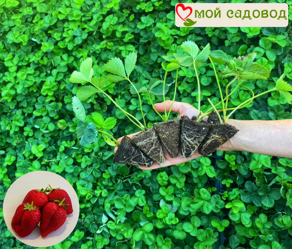 Тройная клубничная выгода! (зима -35°C)