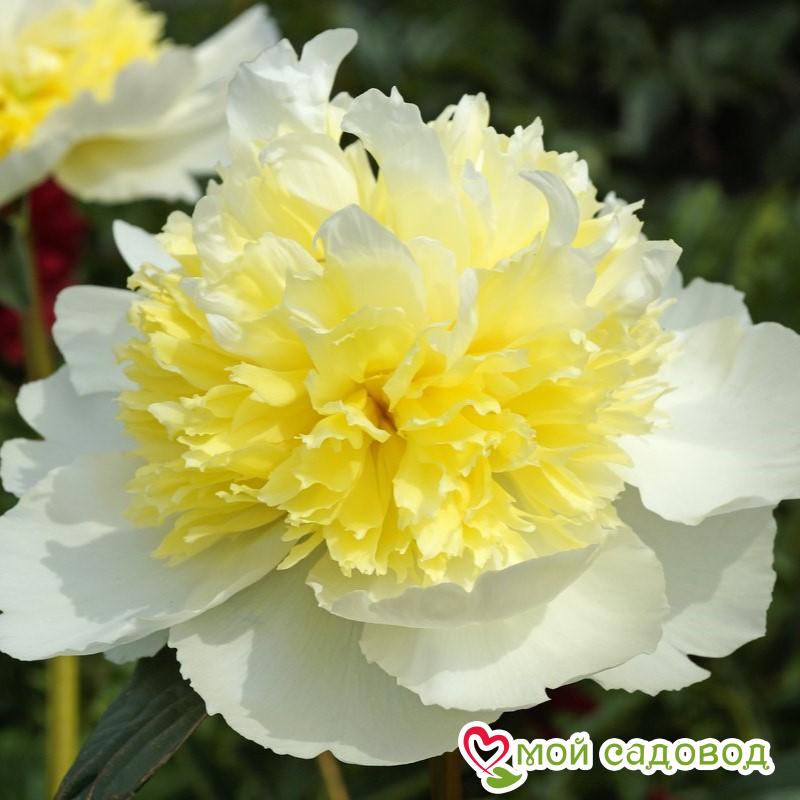 Пион Хани Голд