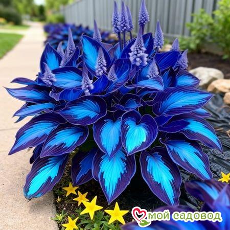 Хоста Вудленд Тач